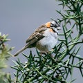 Rufous-collared Sparrow, Zonotrichia capensis, exotic tropical blue bird from Peru. Birdwatching in South America Royalty Free Stock Photo