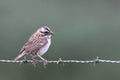 Rufous-collared Sparrow Zonotrichia capensis perched on a barbed wire Royalty Free Stock Photo