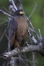 Rufous Crab Hawk, Buteogallus aequinoctialis Royalty Free Stock Photo