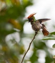 The Rufous-crested Coquette