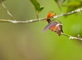 The Rufous-crested Coquette Royalty Free Stock Photo