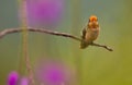 Rufous-crested Coquette Royalty Free Stock Photo