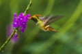 Rufous Crested Coquette Royalty Free Stock Photo