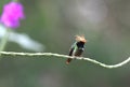 Rufous-crested Coquette Lophornis delattrei