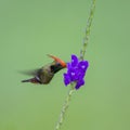 Rufous-crested Coquette, Lophornis delattrei Royalty Free Stock Photo