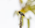 Rufous Crested Coquette perched on a tree stump Royalty Free Stock Photo