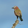 Rufous crowned (aka purple) roller