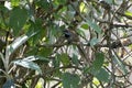 rufous-crowned prinia or Prinia khasiana observed in Khonoma in Nagaland, India