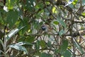 rufous-crowned prinia or Prinia khasiana observed in Khonoma in Nagaland, India