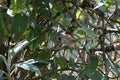 rufous-crowned prinia or Prinia khasiana observed in Khonoma in Nagaland, India