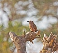Rufous-crowned Roller Royalty Free Stock Photo