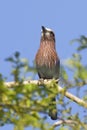Rufous-crowned Roller, Coracias naevius, perched Royalty Free Stock Photo