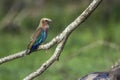 Rufous-crowned Roller in Kruger National park, South Africa Royalty Free Stock Photo