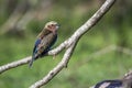 Rufous-crowned Roller in Kruger National park, South Africa Royalty Free Stock Photo
