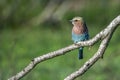 Rufous-crowned Roller in Kruger National park, South Africa Royalty Free Stock Photo