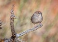 Rufous-crowned Sparrow Perched on Cholla