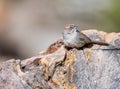 Rufous-crowned Sparrow Perched on a Rough Rock