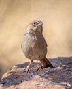 Rufous-crowned Sparrow Perched on a Rough Rock