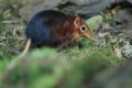 Rufous elephant shrew