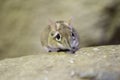 Rufous elephant shrew