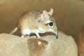 Rufous elephant shrew