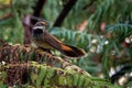 Rufous Fantail - Rhipidura rufifrons, small Passerine bird, most commonly known also as the black-breasted rufous-fantail or rufou