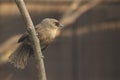 Rufous-fronted laughingthrush Royalty Free Stock Photo