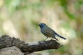 Rufous-gorgeted Flycatcher Ficedula strophiata