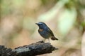 Rufous-gorgeted Flycatcher Ficedula strophiata