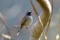 Rufous-gorgeted flycatcher