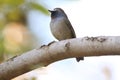 Rufous-gorgeted flycatcher