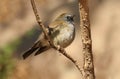 Rufous-gorgeted flycatcher