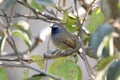 Rufous-gorgeted flycatcher