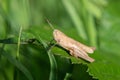 Rufous grasshopper (gomphocerippus rufus Royalty Free Stock Photo