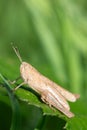 Rufous grasshopper (gomphocerippus rufus Royalty Free Stock Photo