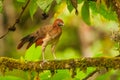 Rufous-Headed Chachalaca