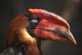 Rufous hornbill (Buceros hydrocorax) Royalty Free Stock Photo