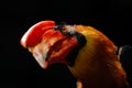 Rufous hornbill, Buceros hydrocorax, detail bill portrait of rarte bord from, Philippine in Asia. Philippine hornbill in the dark