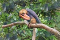 Rufous hornbill, Buceros hydrocorax, Philippine hornbill, kalaw. Exotic Tropical Bird