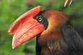 Rufous hornbill Royalty Free Stock Photo