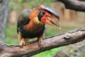 Rufous hornbill