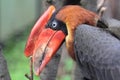 Rufous hornbill Royalty Free Stock Photo