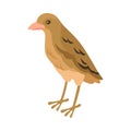 Rufous Hornero Bird Composition