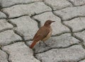 Rufous Hornero bird on walkway Royalty Free Stock Photo