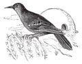 Rufous Hornero or Furnarius rufus, vintage engraving