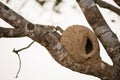 Rufous Hornero Nest