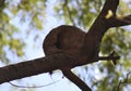 Rufous hornero nest made of clay in a tree in Argentina