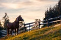 Rufous horse near the wooden fence