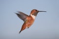 Rufous Hummingbird