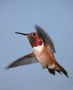 Rufous Hummingbird